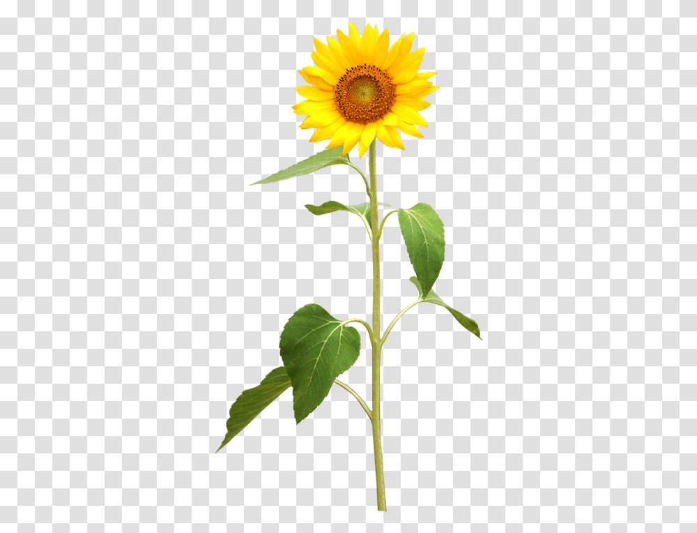 My Webpage Sonnenblume, Plant, Flower, Blossom, Sunflower Transparent Png