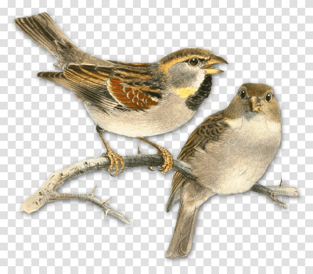 My Webpage Watercolor Drawing Of Sparrow, Bird, Animal, Finch, Beak Transparent Png