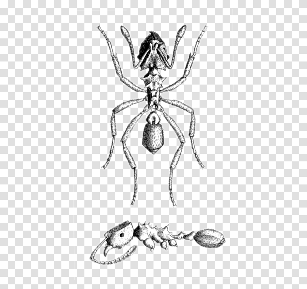 Mycocepurus Smithii Plate Sketch, Animal, Spider, Invertebrate, Arachnid Transparent Png
