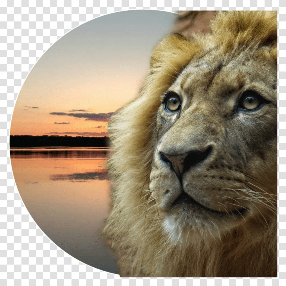 Myedit Lion Lionface Kingofthejungle Lion, Wildlife, Mammal, Animal, Panther Transparent Png