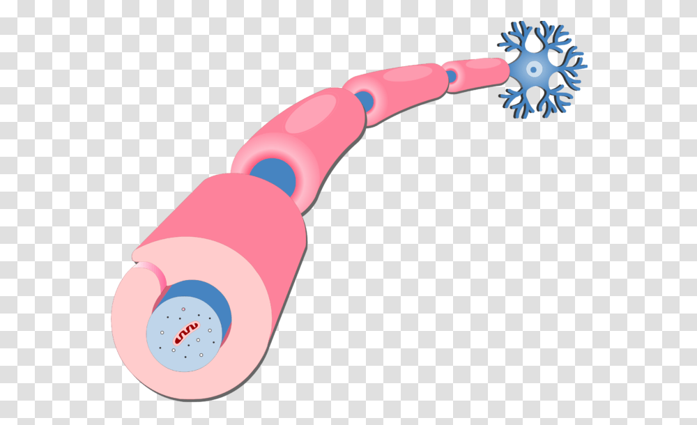 Myelination Of Axons, Brush, Tool, Toothbrush, Can Transparent Png