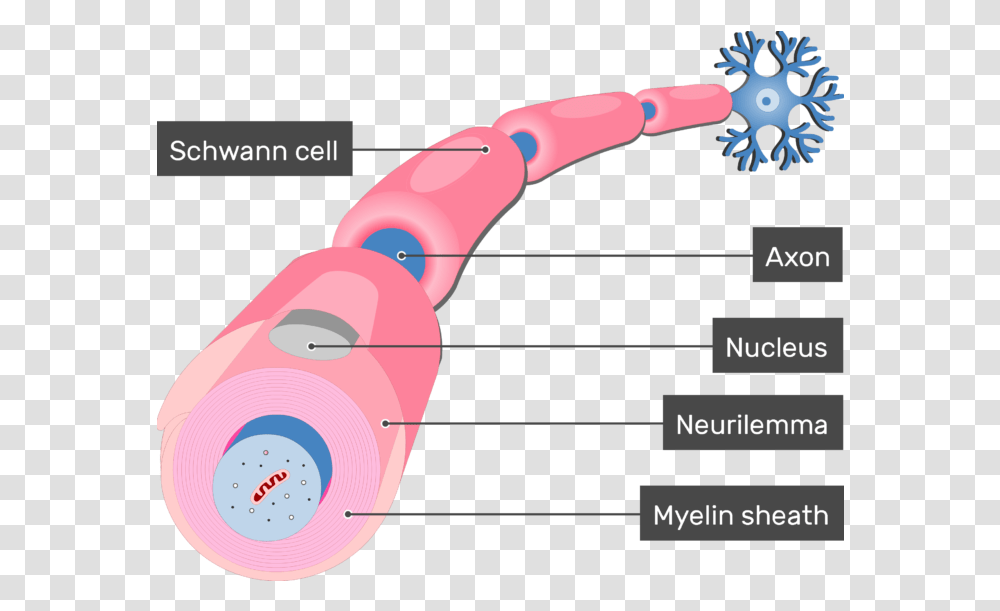 Myelination Of Axons By Schwann Cells Schwann Cells, Plot Transparent Png