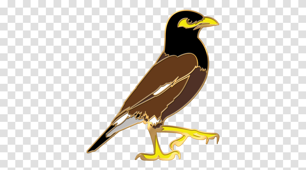 Myna Bird Pin Myna, Bow, Waterfowl, Animal, Cormorant Transparent Png