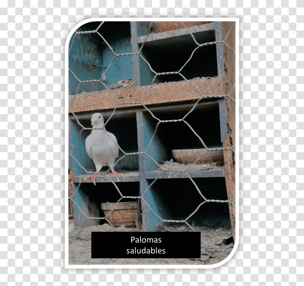 Myna, Pigeon, Bird, Animal, Dove Transparent Png