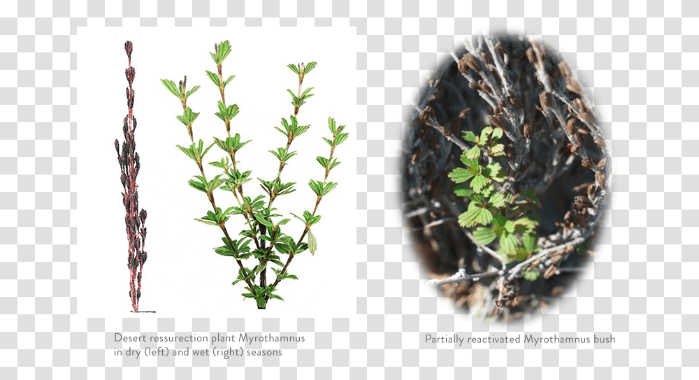 Myrothamnus Flabellifolia, Potted Plant, Vase, Jar, Pottery Transparent Png