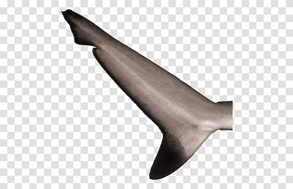 Myrtle Beach Sharks Fin Shark Fin Tail, Sea Life, Animal, Axe, Tool Transparent Png