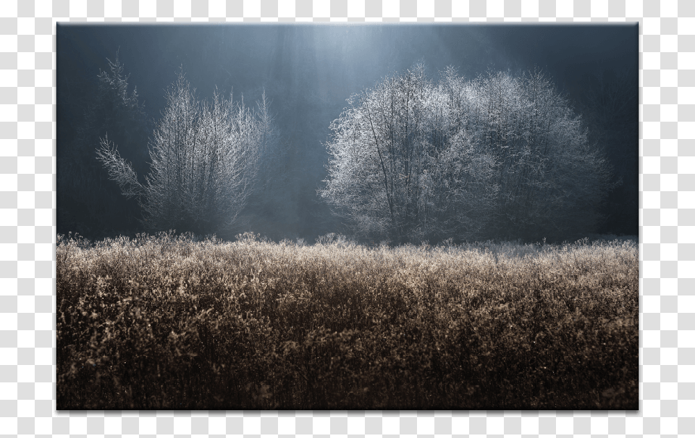 Mystical Frost, Nature, Outdoors, Ice, Snow Transparent Png