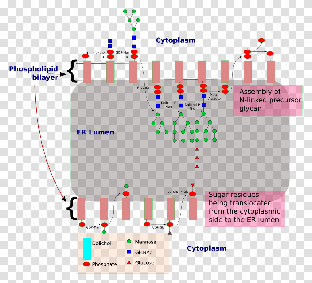 N Glycan Precursor Synthesis In The Er Lumen N Linked Glycosylation Steps, Electronics, Plot, Diagram Transparent Png