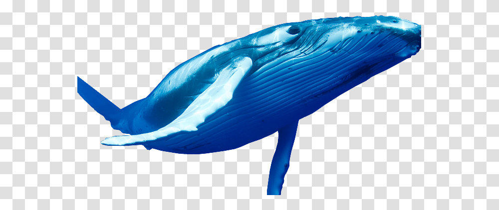 Naa Adda Does Blue Whale Game Is A Mindgame, Sea Life, Animal, Mammal, Beluga Whale Transparent Png