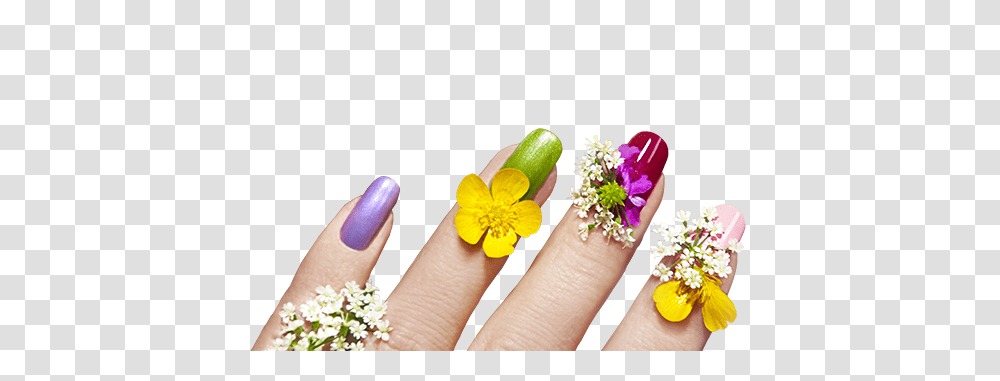 Nails, Person, Manicure, Plant, Flower Transparent Png