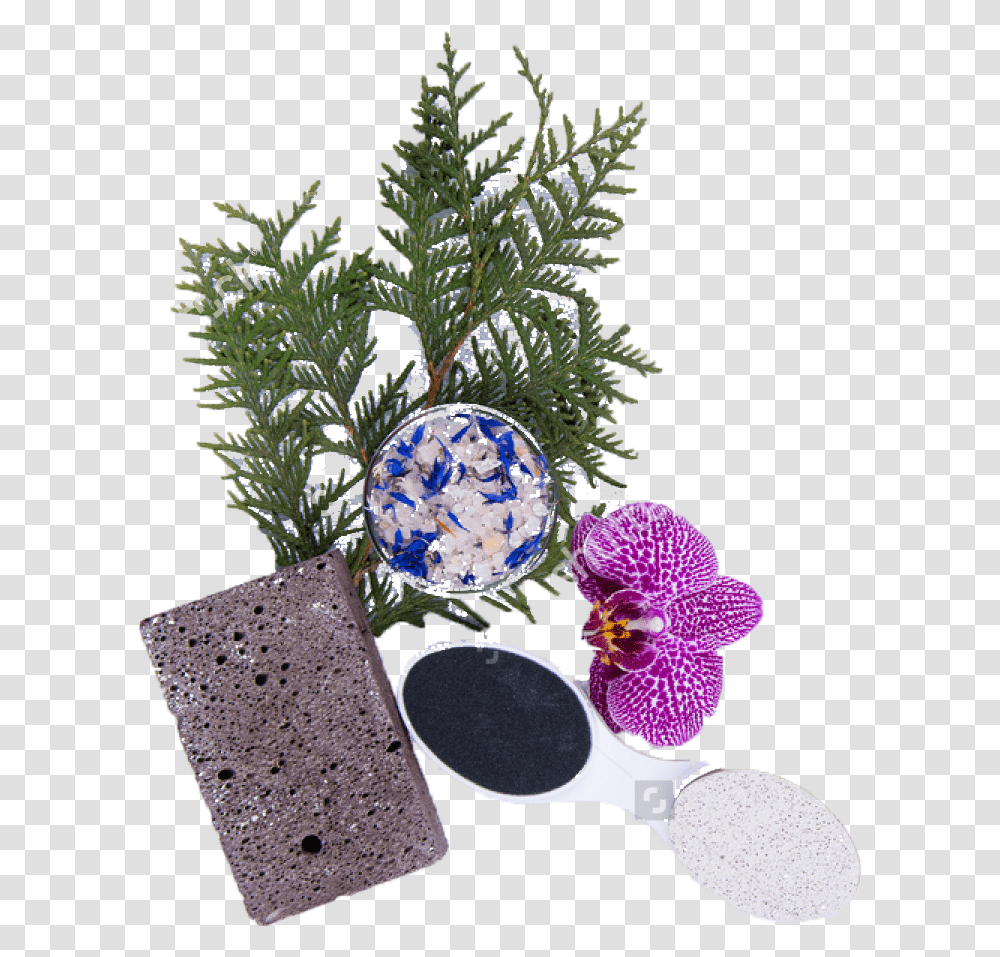 Nails, Plant, Flower, Blossom, Tree Transparent Png
