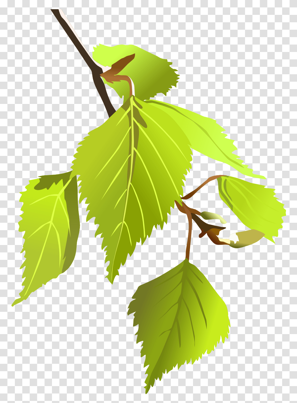 Najpopularniejsze Drzewa W Polsce, Leaf, Plant, Tree, Green Transparent Png