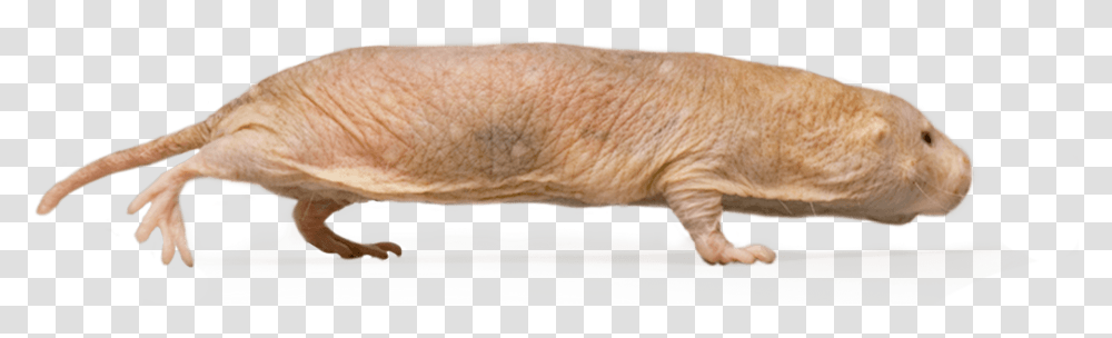 Naked Mole Rat, Wrist, Hand, Skin, Heel Transparent Png