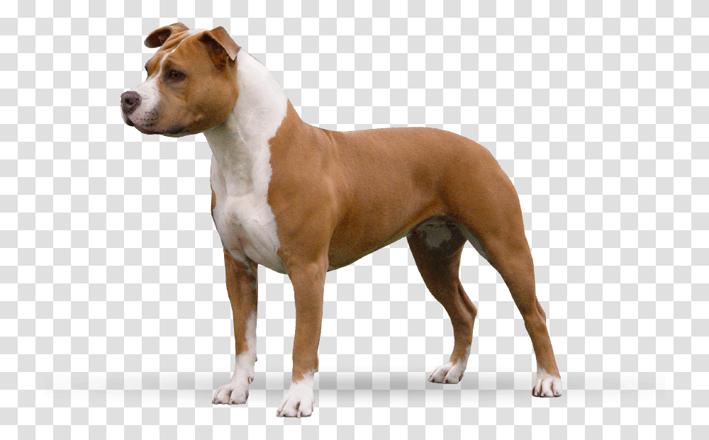 Nala American Staffordshire Terrier Side, Dog, Pet, Canine, Animal Transparent Png