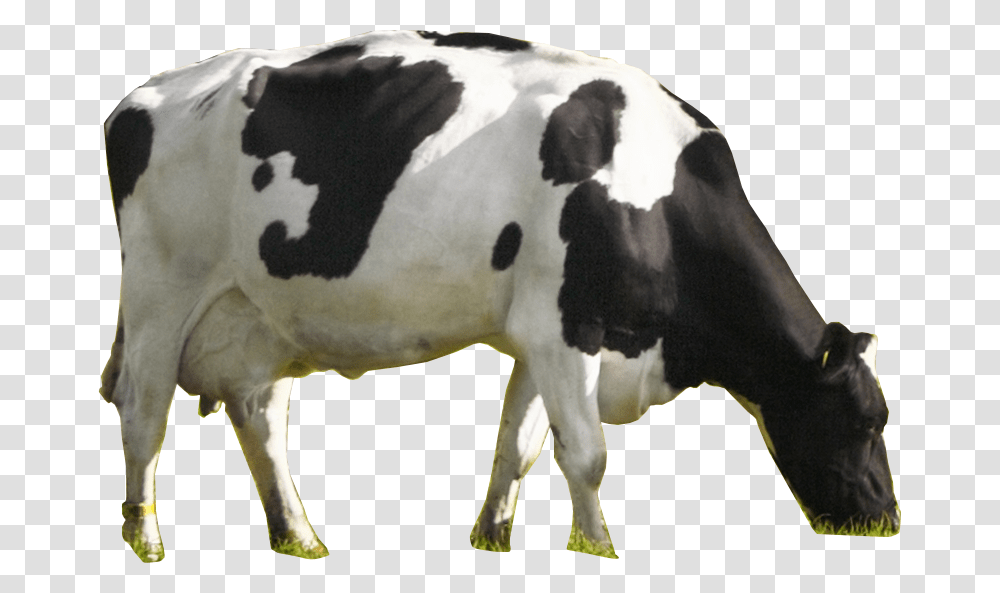 Nammilk Cow Dairy Cow, Cattle, Mammal, Animal Transparent Png