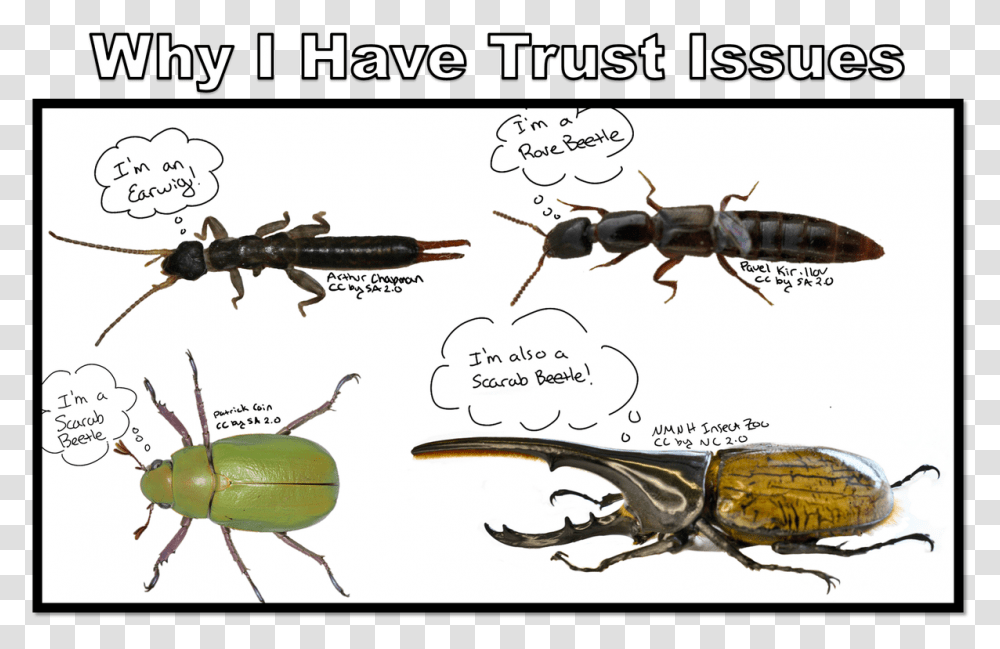 Nancy Miorelli On Twitter Longhorn Beetle, Insect, Invertebrate, Animal, Amphibian Transparent Png