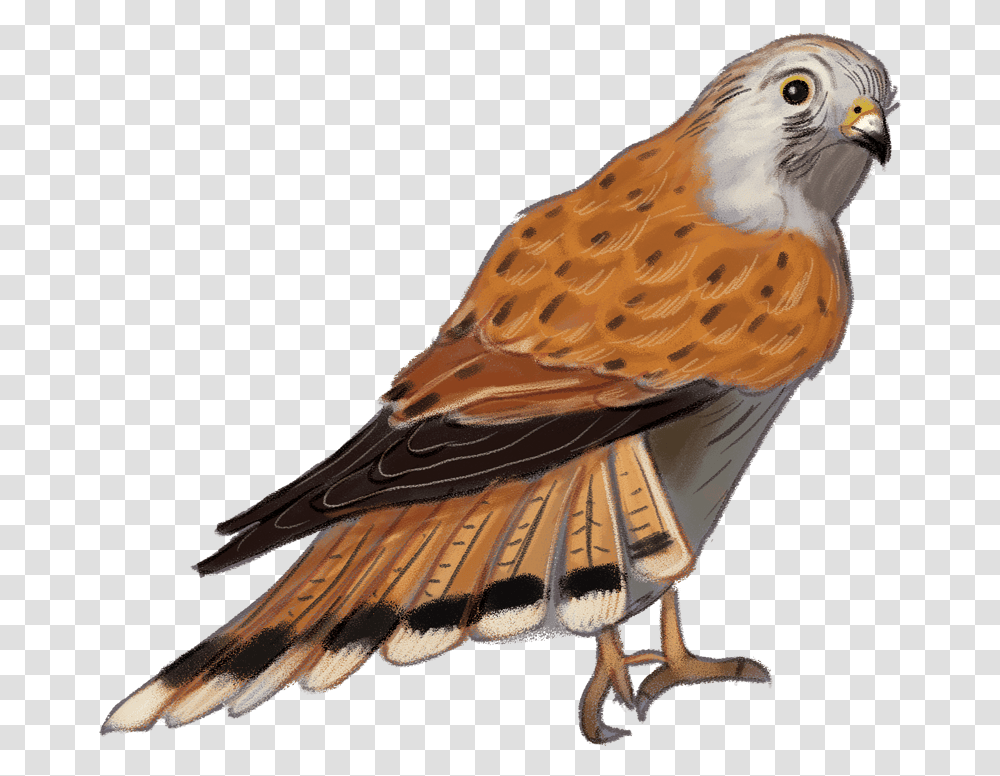 Nankeen Kestrel Hawk, Bird, Animal, Beak, Kite Bird Transparent Png