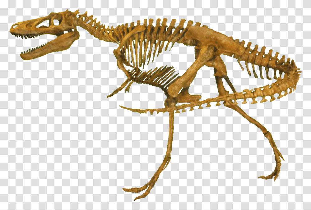 Nanotyrannus Clean Nanotyrannus, Dinosaur, Reptile, Animal, Skeleton Transparent Png