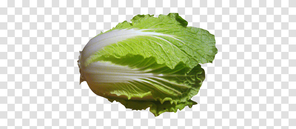 Napa Cabbage Image, Plant, Vegetable, Food, Lettuce Transparent Png