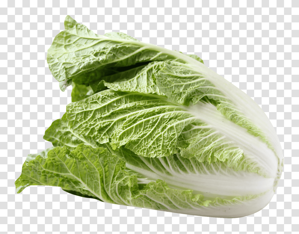 Napa Cabbage Image, Vegetable, Plant, Food, Head Cabbage Transparent Png