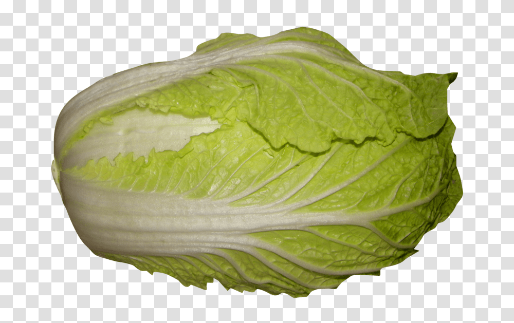 Napa Cabbage, Plant, Vegetable, Food, Head Cabbage Transparent Png
