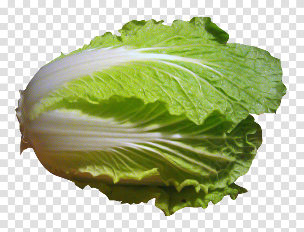 Napa Cabbage, Vegetable, Plant, Food, Head Cabbage Transparent Png