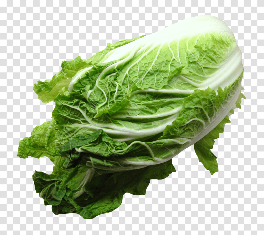 Napa Cabbage, Vegetable, Plant, Food, Produce Transparent Png