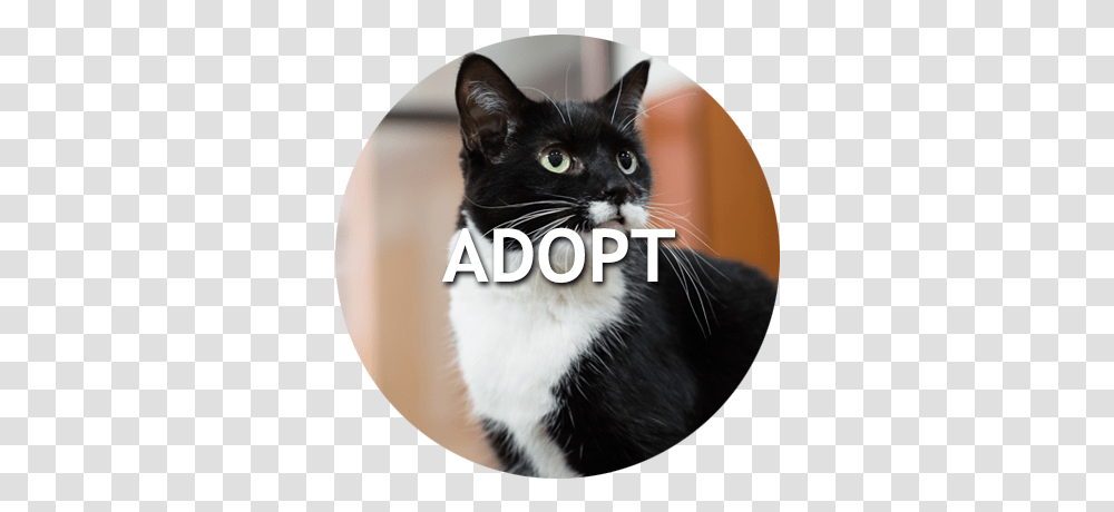 Naperville Area Humane Society Black Cat, Pet, Mammal, Animal, Manx Transparent Png