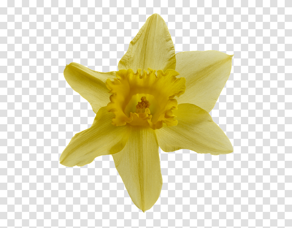 Narcissus 960, Flower, Plant, Blossom, Daffodil Transparent Png