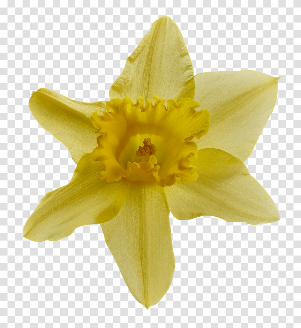Narcissus Nature, Plant, Flower, Blossom Transparent Png
