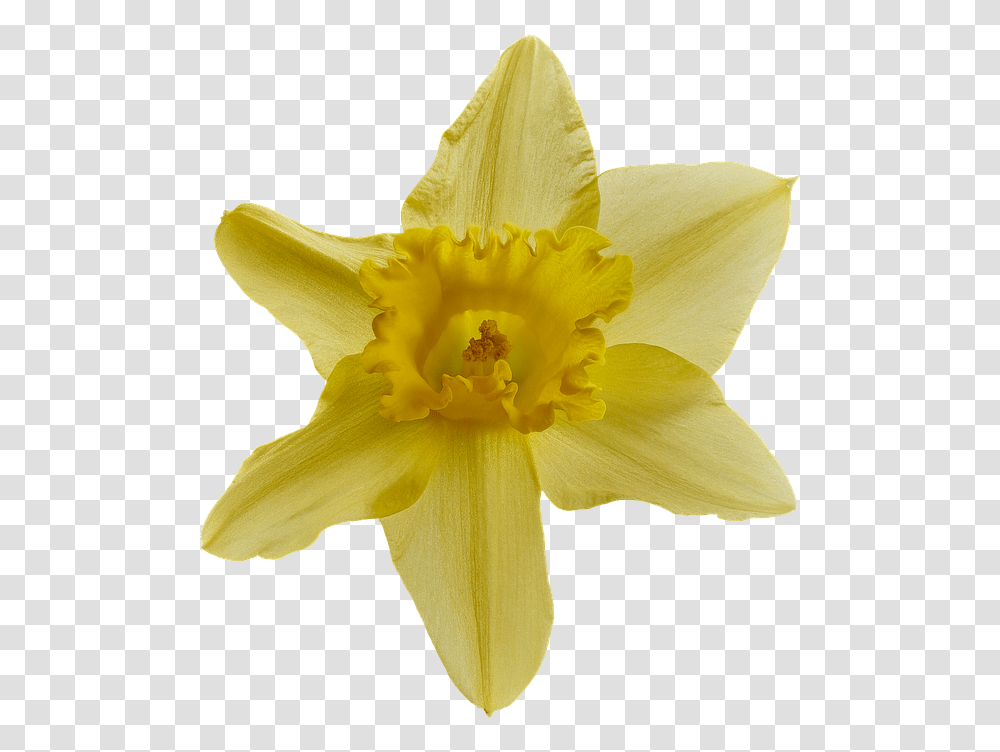 Narcissus Blossom Bloom Close Up Flower Nature Narcissus, Plant, Daffodil Transparent Png