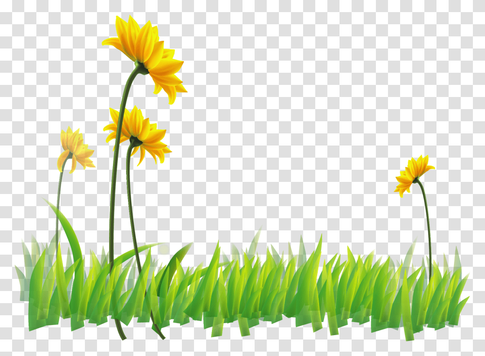 Narcissus Clipart Sunflower, Plant, Petal, Daisy, Grass Transparent Png