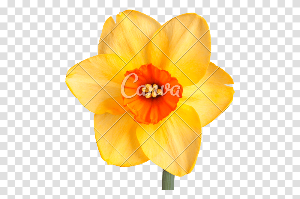 Narcissus Daffodil Flower With White Background, Plant, Blossom, Lamp, Petal Transparent Png