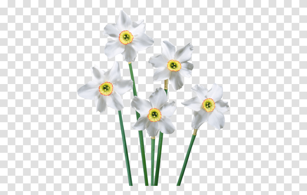 Narcissus Drawing Paperwhite Flower Daffodil White Daffodil Background, Plant, Blossom Transparent Png