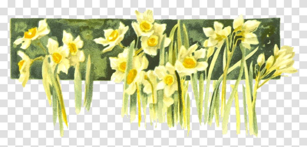 Narcissus Drawing Yellow Daffodil Draw A Daffodil In Watercolor, Plant, Flower, Blossom, Amaryllidaceae Transparent Png