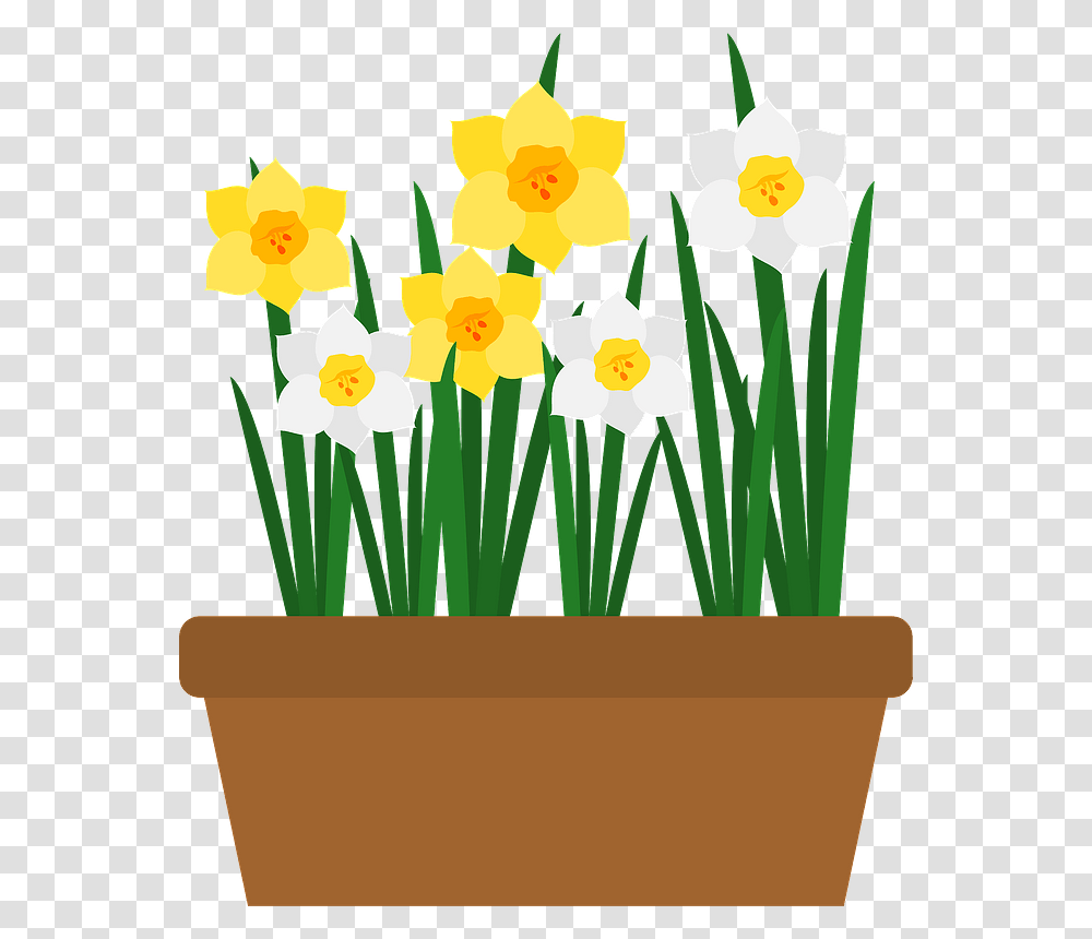 Narcissus Flower Clipart Narcissus Flower Clipaet, Plant, Blossom, Daffodil, Pot Transparent Png