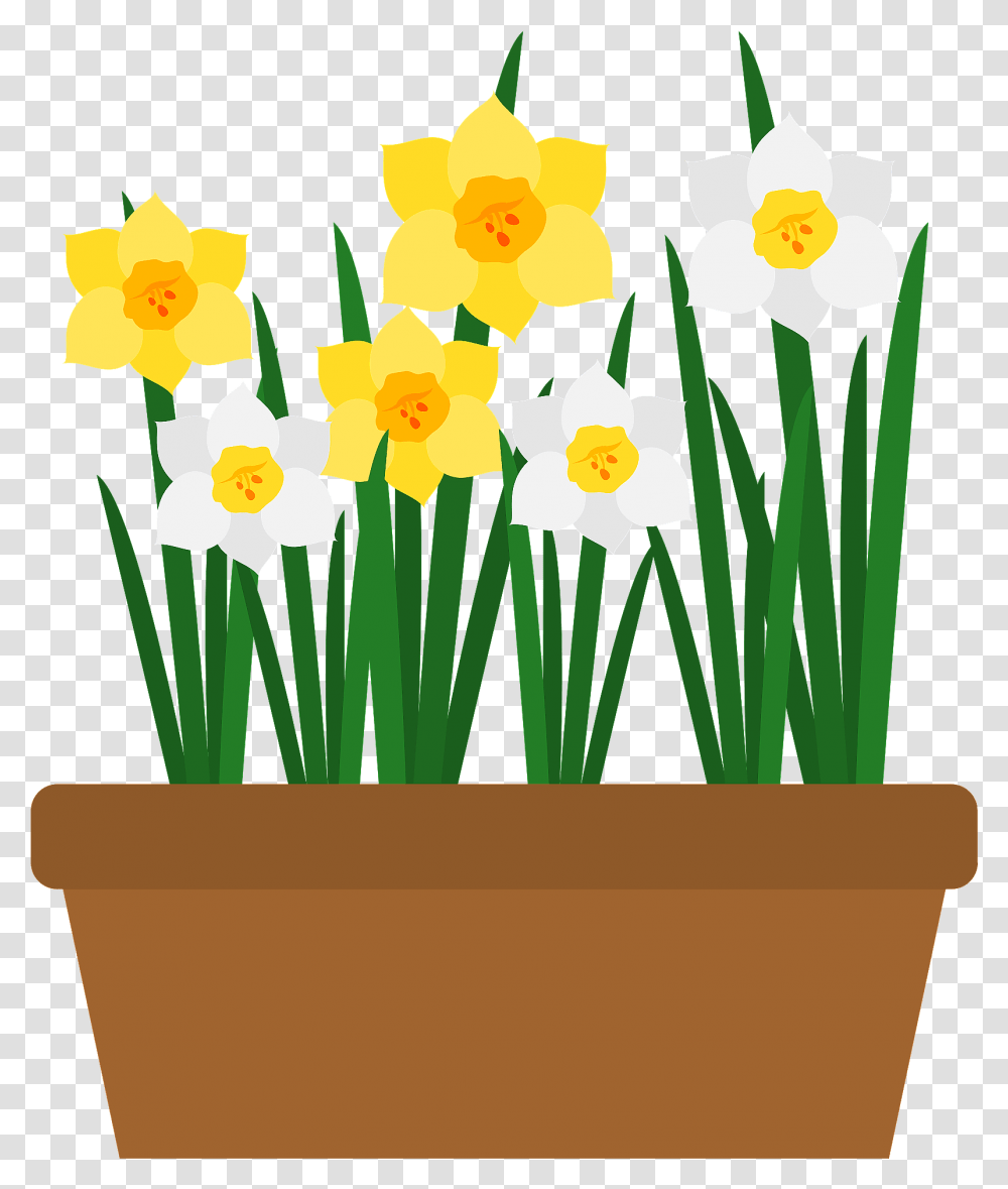 Narcissus Flower Clipart Narcissus Flower Clipart, Plant, Blossom, Daffodil, Pot Transparent Png