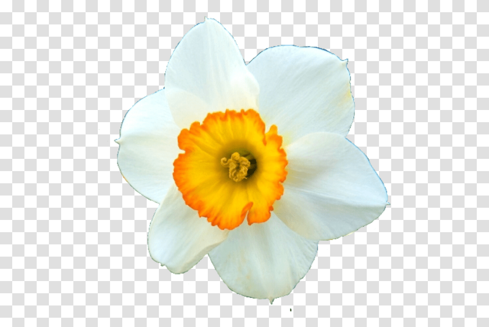 Narcissus Flower Dali Spring Beauty Art Freetoedit Narcissus, Plant, Blossom, Daffodil, Pollen Transparent Png