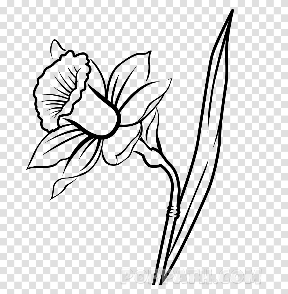 Narcissus Flower Drawing At Getdrawings Daffodil Drawing, Gray, World Of Warcraft Transparent Png