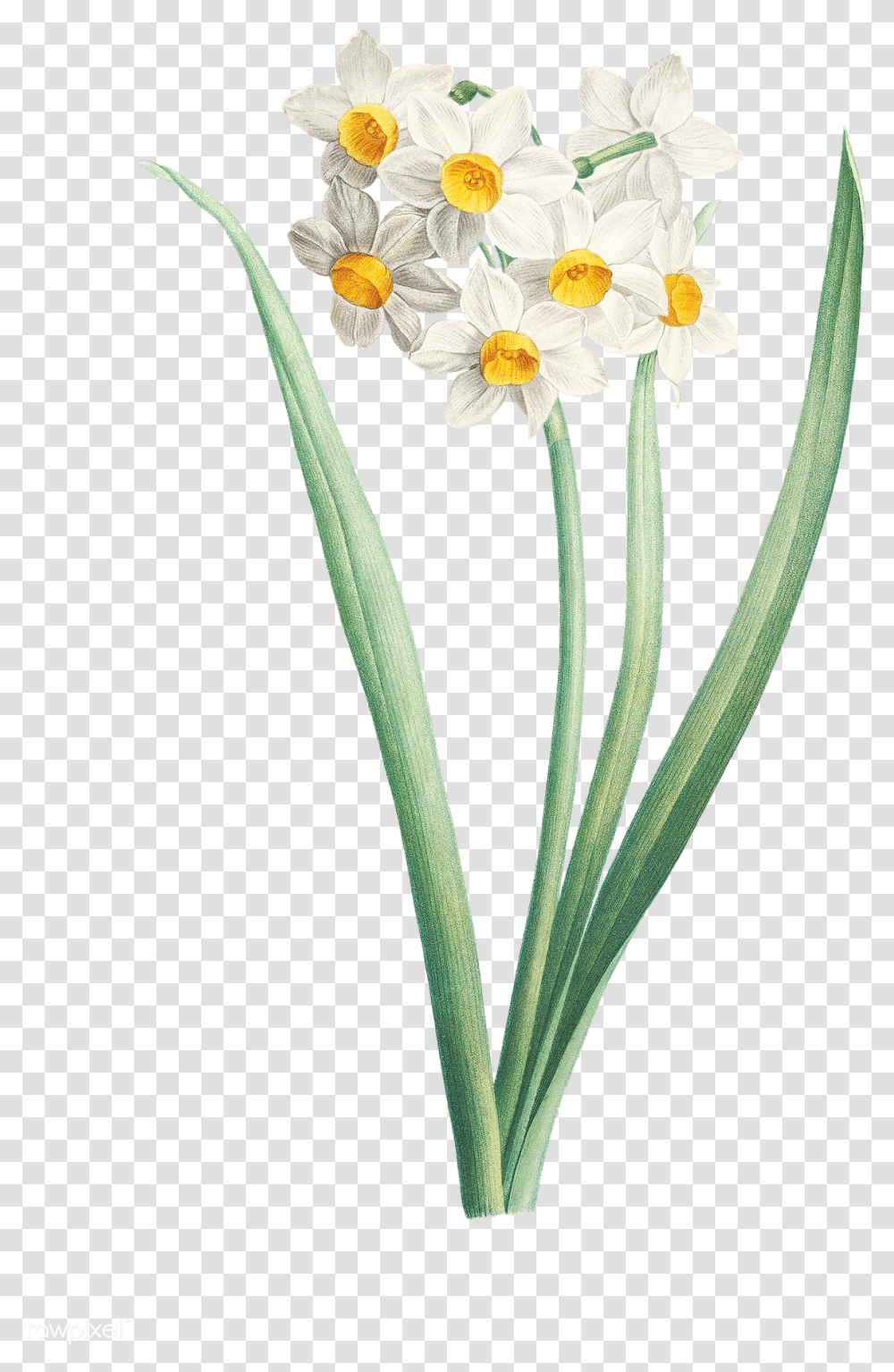 Narcissus Flower Free Flower, Plant, Blossom, Amaryllidaceae, Daisy Transparent Png