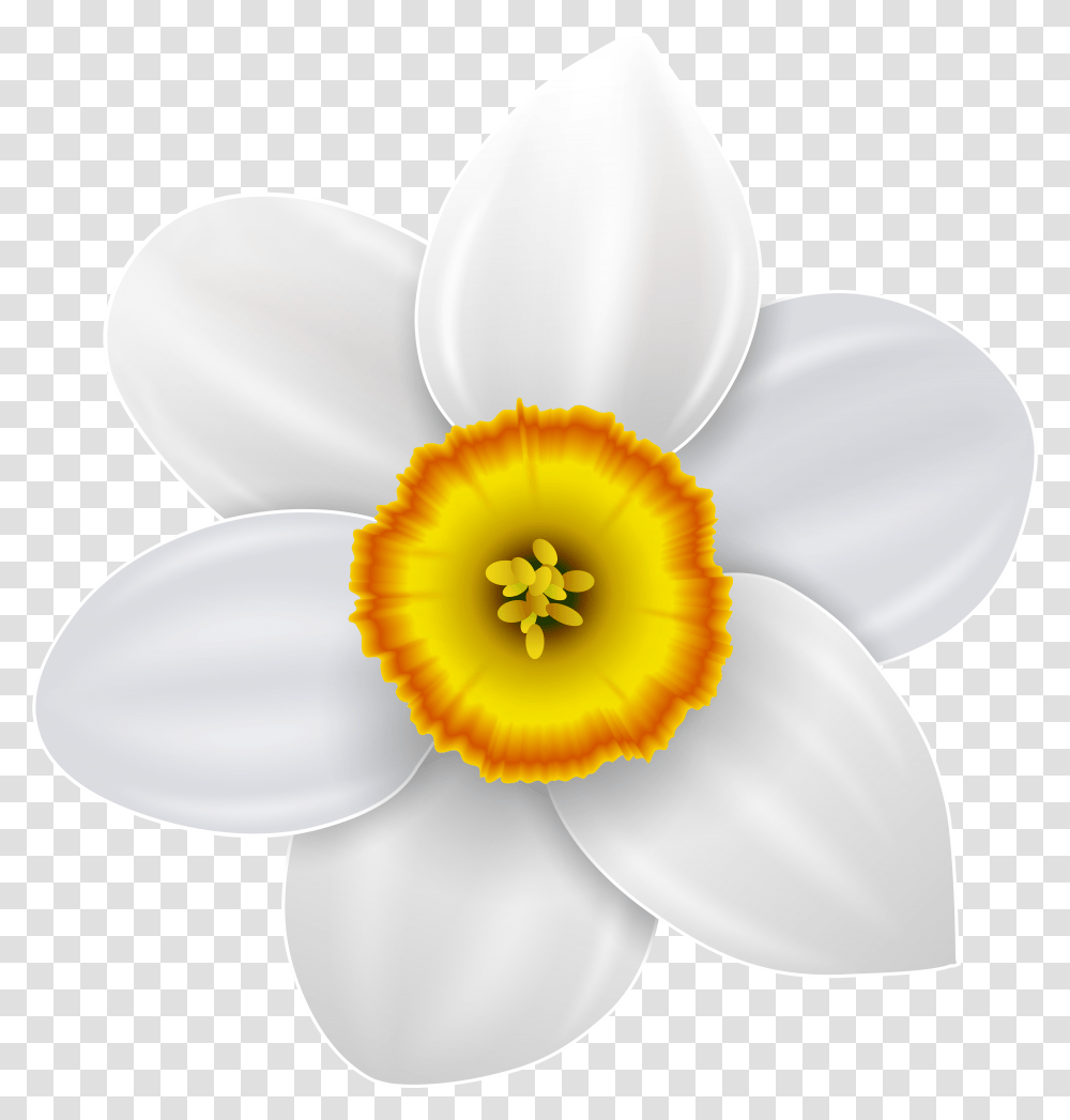 Narcissus Flower Logo Daffodil Transparent Png