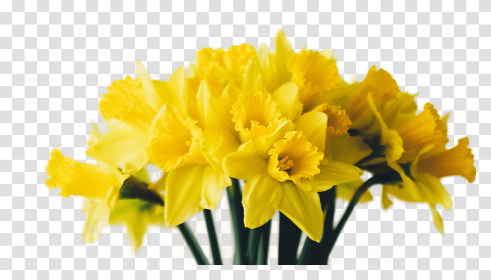 Narcissus Narcissus, Plant, Flower, Blossom, Daffodil Transparent Png