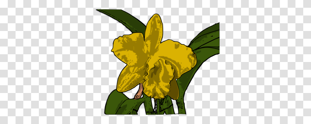 Narcissus, Plant, Flower, Blossom, Petal Transparent Png