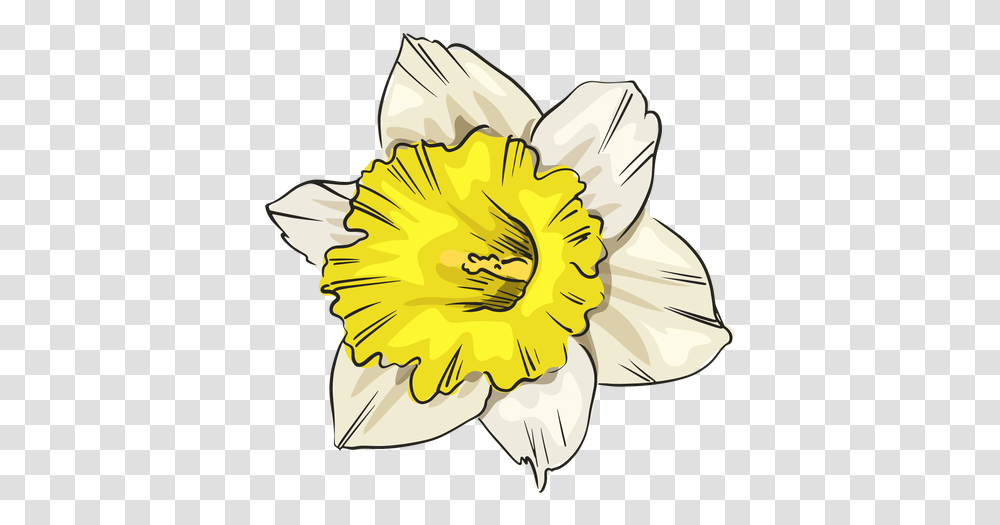 Narcissus White Flower Front & Svg Vector File Wild Daffodil, Plant, Blossom, Pollen, Person Transparent Png