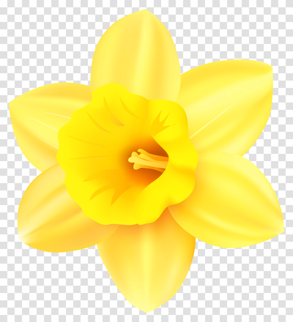 Narcissus Yellow Petal Clip Art Daffodil, Plant, Flower, Blossom, Pollen Transparent Png