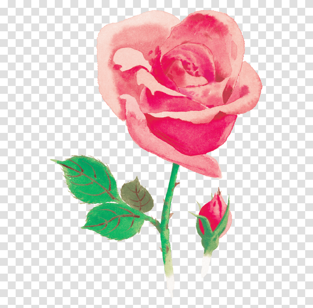 Narisovannaya Roza Na Prozrachnom Fone, Rose, Flower, Plant, Blossom Transparent Png