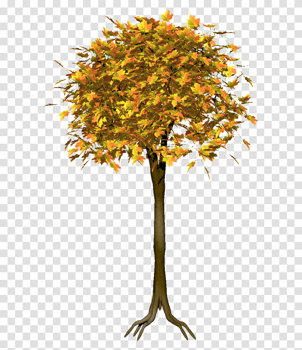 Narisovannoe Derevo, Tree, Plant, Maple, Leaf Transparent Png