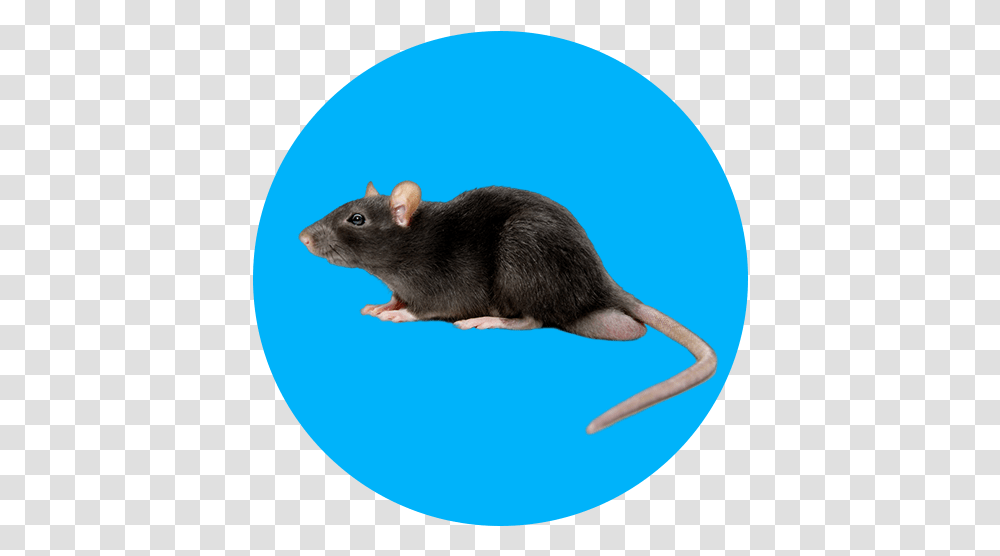 Narmada Flooring Corporation Mouse, Rodent, Mammal, Animal, Pet Transparent Png