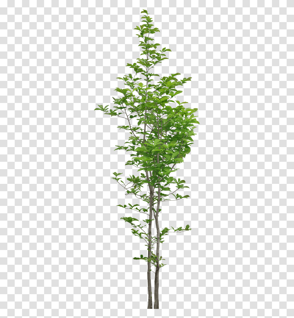 Narrow Tree, Plant, Leaf, Green, Conifer Transparent Png