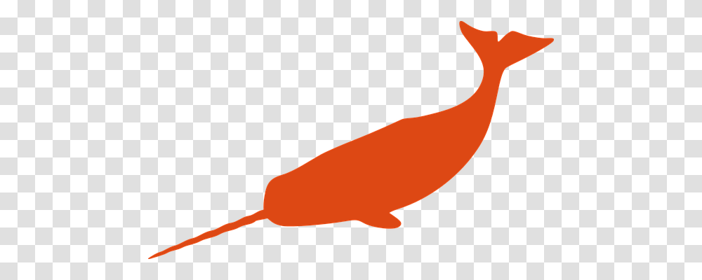 Narwhal Animals, Mammal, Sea Life, Bird Transparent Png